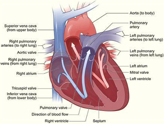 AVR or MVR Valve Replacement Surgery